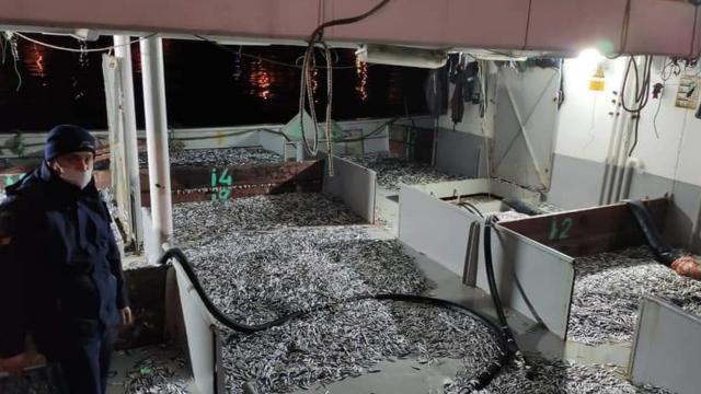 Düzcede yasal boy sınırına uymayan hamsilere el konuldu