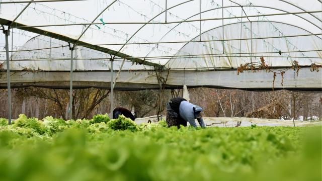Bilecikteki seralarda marul ve yeşil soğan hasadı başladı