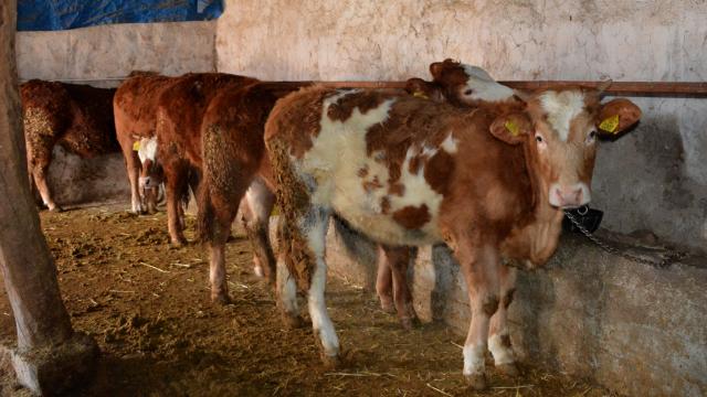 Kırşehirde orman köylülerine 2 yılda 1 milyon 400 bin lira destek sağlandı