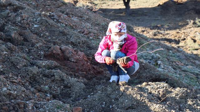 Kiliste 63 bin fidan dikimi gerçekleştirildi