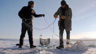 Buzla kaplanan Çıldır Gölü'nde Eskimo usulü balık avlıyorlar