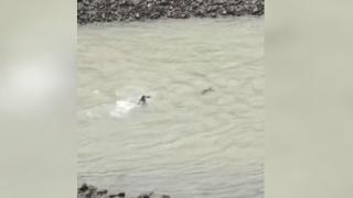 Akıntıya kapılan karacayı sudan çıkaran personele ödül