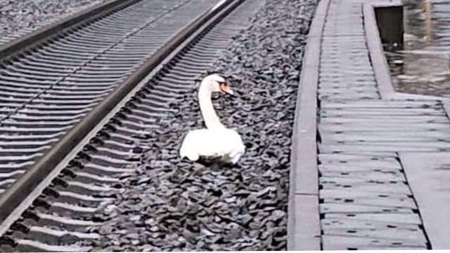 Eşi ölen kuğu tren seferlerini aksattı