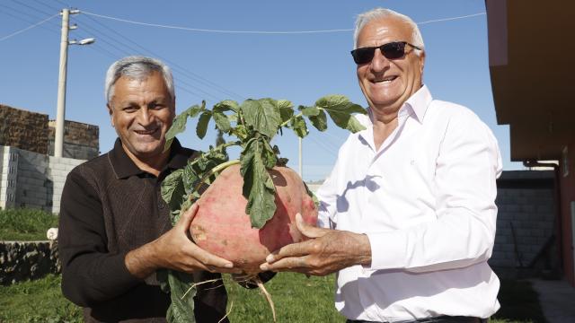 Mardinde yetiştirilen 7 kilo 625 gramlık turp şaşırttı