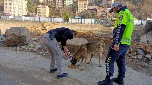 Giresunda sokak hayvanları kısıtlamada unutulmadı