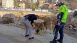 Giresun'da sokak hayvanları kısıtlamada unutulmadı