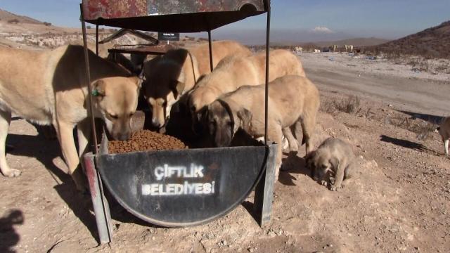 Kısıtlama günlerinde sokak hayvanlarını unutmadılar
