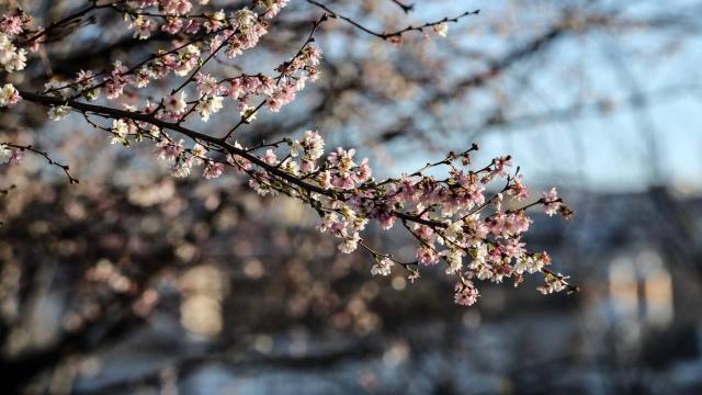 TRT’nin özel içerikleriyle Nevruz Bayramı coşkuyla kutlanacak