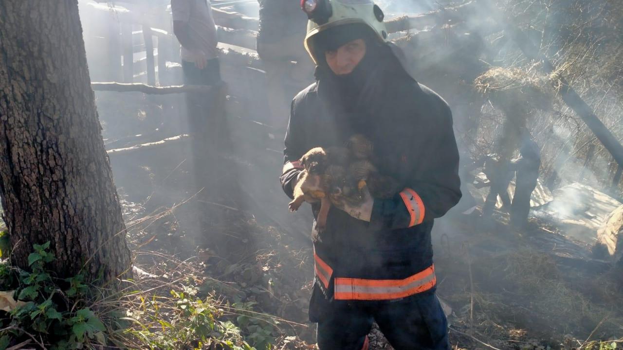 Samanlıktaki yangından kurtarılan köpek yavruları tedavi altına alındı