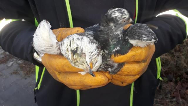 Somada temizlik işçileri poşetle çöp konteynerine atılmış 3 güvercin buldu