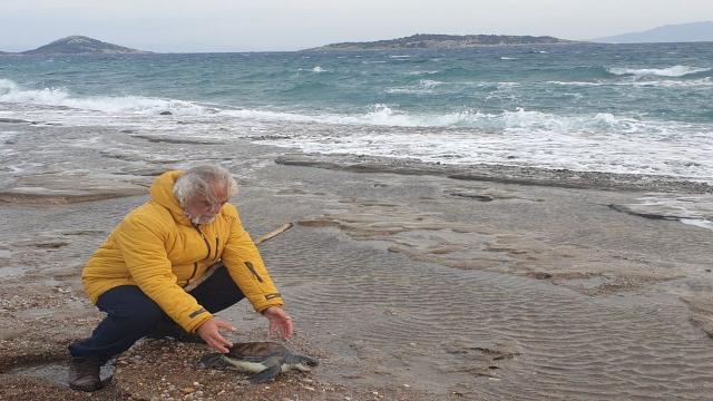 Datçada ölü yeşil deniz kaplumbağası kıyıya vurdu