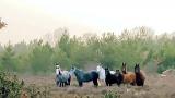Yılkı atlarıyla 'Anadolu manzarası'