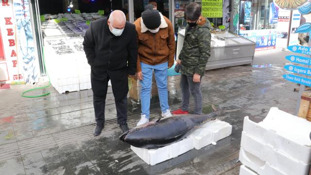 Yozgatta 75 kilogramlık orkinos vatandaşların ilgi odağı oldu