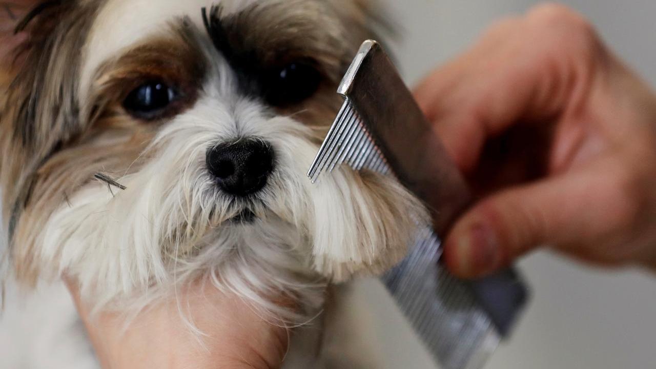 Evcil hayvan mazlemeleri