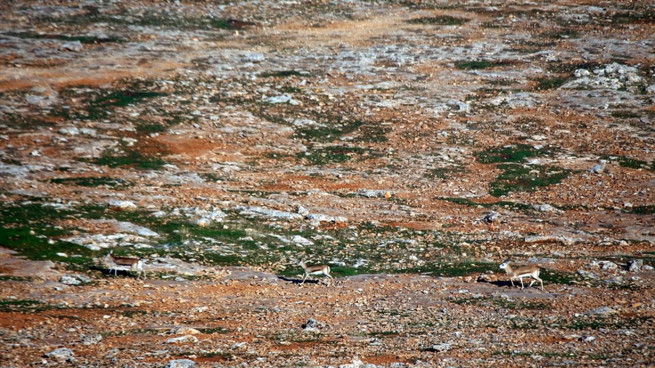 Drone ile mücadele edilecek