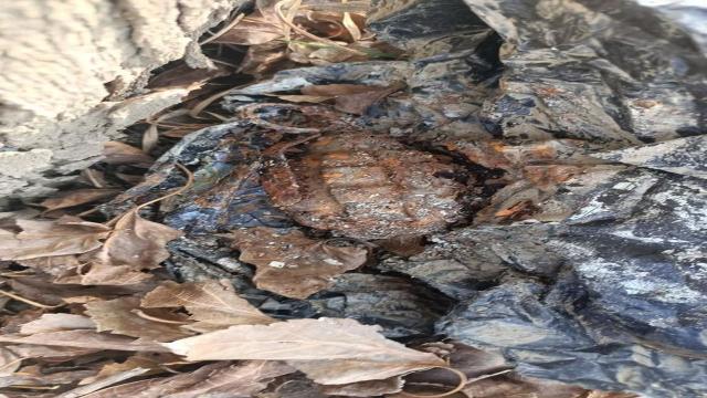 Adanada ağaç kovuğuna el bombası saklayan iki şüpheli yakalandı