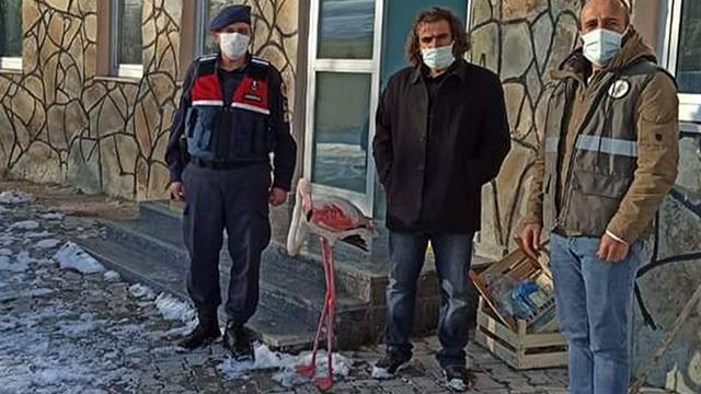 Jandarmanın bulduğu flamingo koruma altına alındı