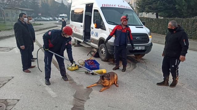 Düzcede servis minibüsünün altında kalan yaralı köpek kurtarıldı