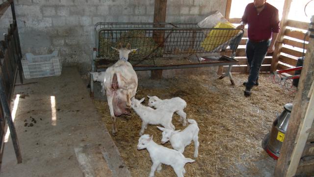 Çanakkalede hayvancılıkla uğraşan üreticinin keçisi tek batında beşiz yavruladı