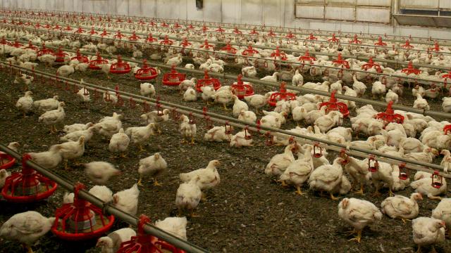 Güney Korede 67nci kuş gribi vakası