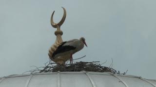 Bayburt'un 'Vefalı' leyleği