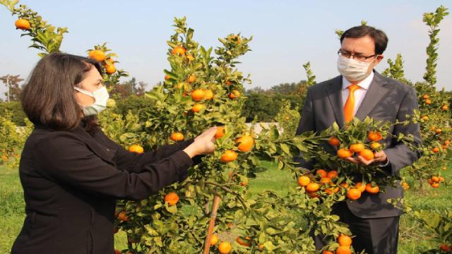 Mersinde üretilen 2 yeni mandalina çeşidi tescile hazırlanıyor