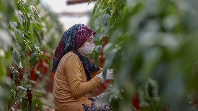 Kısıtlamada seralarda üretim devam etti