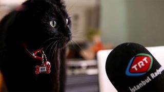 TRT'nin meşhur kedileri yeni yuvalarında