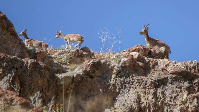 Yaban keçisi avlayan kişiye 254 bin 912 lira ceza