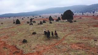 Tota Yaylası'ndaki yılkı atları fotoğrafçıların ilgisini çekiyor