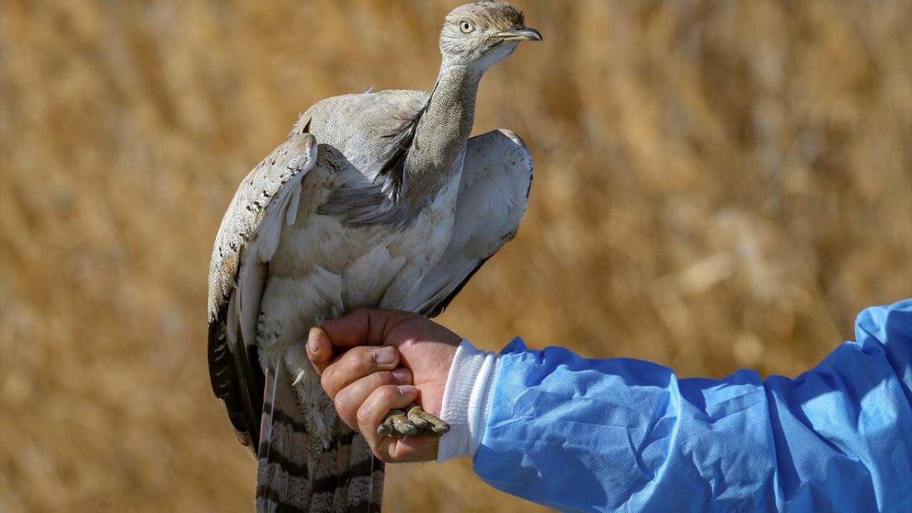 Nesli tükenmekte olduğu için "kırmızı liste"de yer alan yakalı toy, merkezdeki tedavisinin ardından doğal yaşam alanına salınacak.
