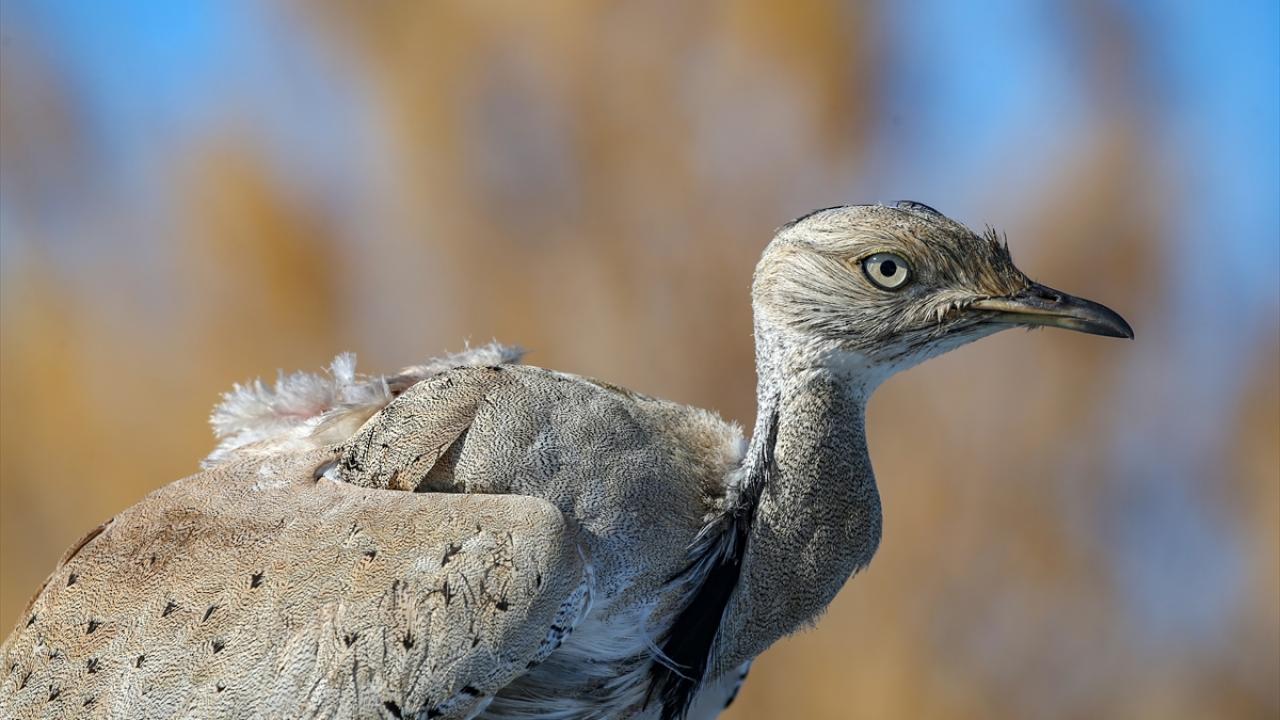 Yakalı toy kuşunun çok nadir görülen bir tür olduğunu belirten Aslan, şunları kaydetti: