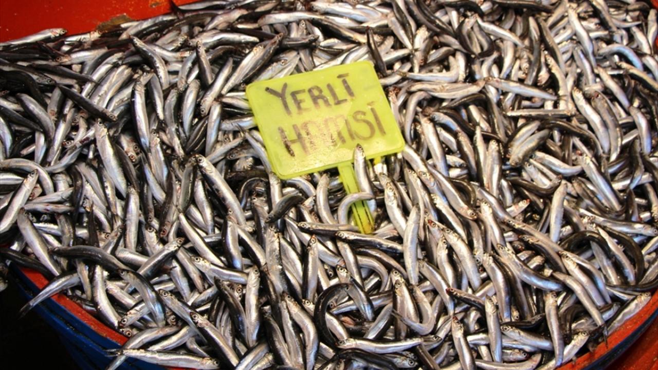 Bandırma Onyedi Eylül Üniversitesi Denizcilik Fakültesi Dekanı Prof. Dr. Mustafa Sarı, Marmara Denizi`nde avlanan balıkçıların sezona iyi başlayamadığını söyledi.