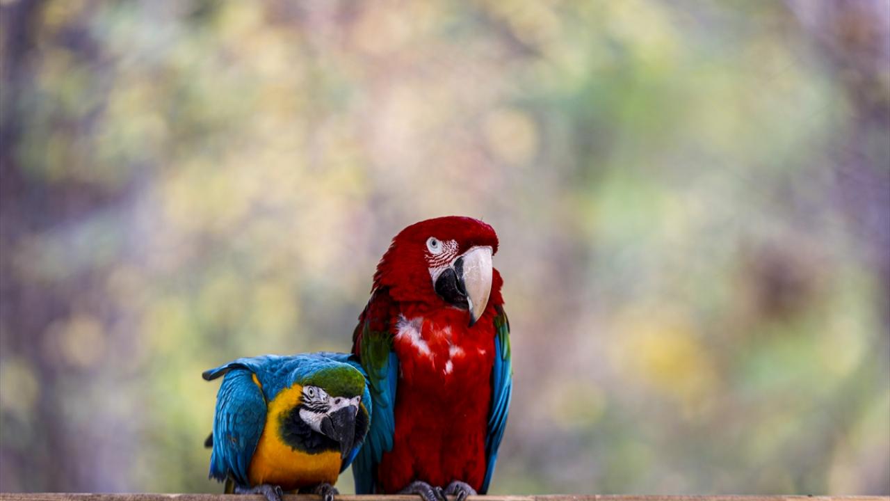 Yaklaşık 135 türden bin 500 civarında hayvanın barındığı hayvanat bahçesinde, taklit özellikleri ve renkli tüyleriyle papağanlar dikkati çekiyor. 