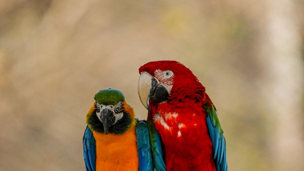 Farklı hayvanat bahçelerinden alınanların yanı sıra yasal olmayan yollarla ülkeye getirilen ya da belgesi olmadığı için ilgili kurumlar tarafından el konulan papağanlar da hayvanat bahçesinde sıcak yuvaya kavuşuyor.