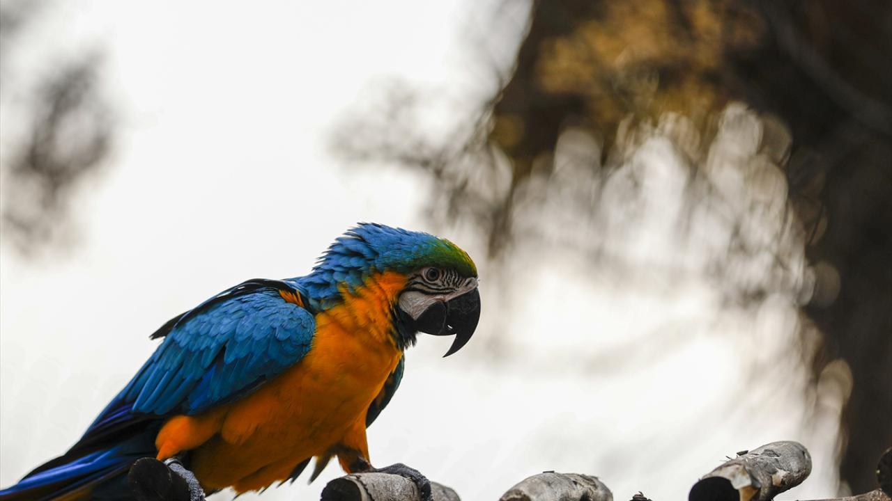 Hayvanat bahçesindeki rengarenk ara papağanları dikkati çekiyor.