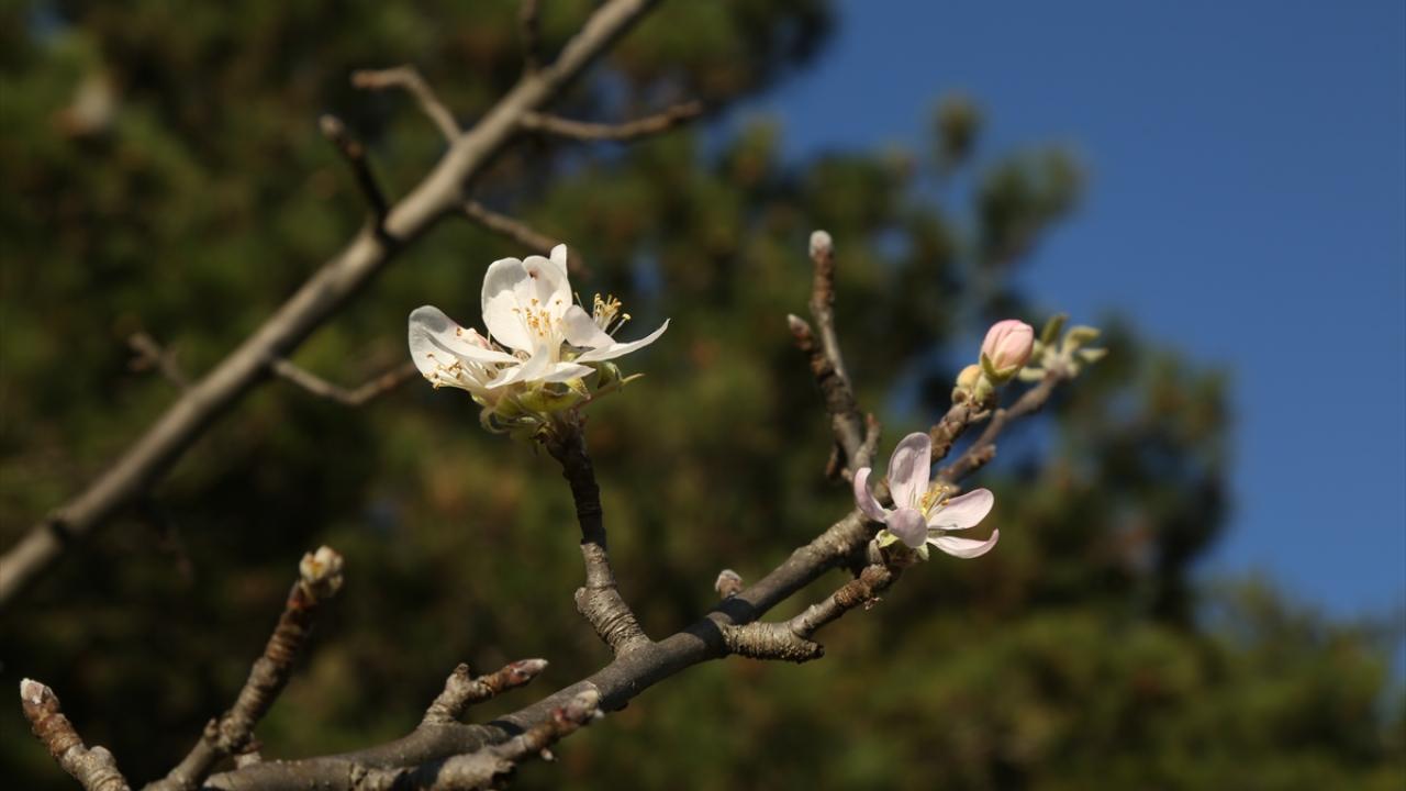 Meteoroloji İl Müdürlüğü verilerine göre, bölgede son 50 yılın en sıcak ve kurak kış mevsimlerinden biri yaşanıyor. 