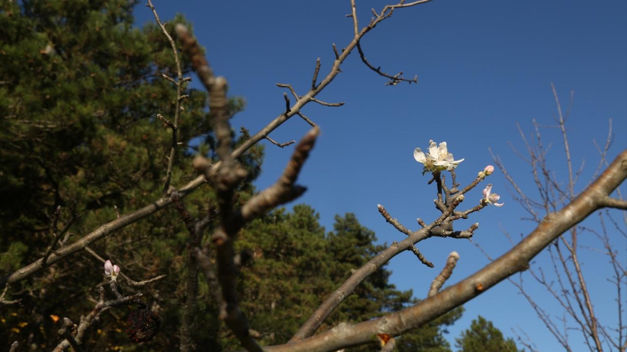 Mevsim normallerinin 10 derece üzerinde seyreden hava sıcaklığı nedeniyle ilçeye bağlı Altıkulaç köyünde meyve ağaçları, kış olmasına rağmen rengarenk çiçeklerle süslenmeye başladı.