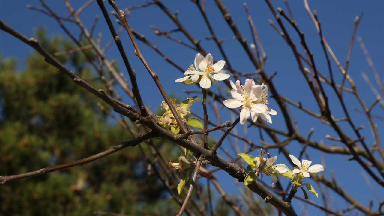 Köyde tarımla uğraşan İlhami Tığlı, bahçesinin bakımını yapmak üzere geldiği tarlasındaki meyve ağaçlarının dallarında, çiçeklerin gözüne çarptığını söyledi.