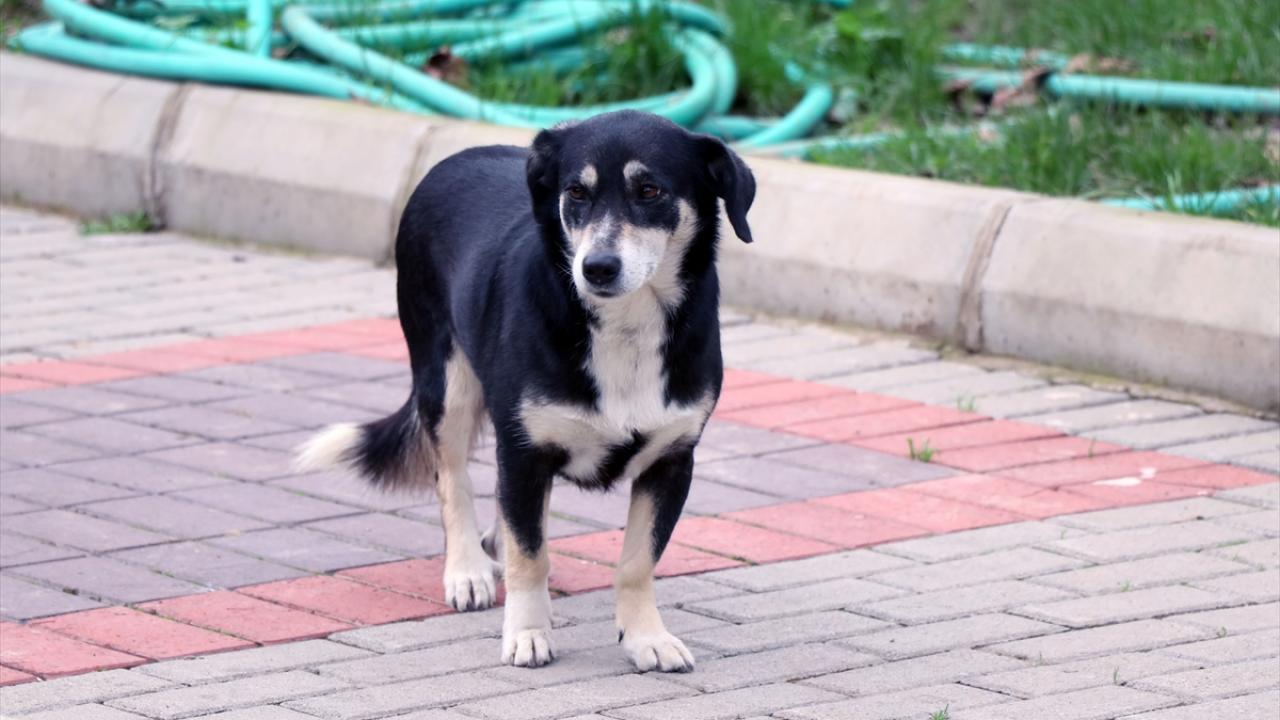 Arkadaşının verdiği köpeğe evinin çatısında bakmaya başlayan Öğüt, ona "Şeker" ismini verdi.