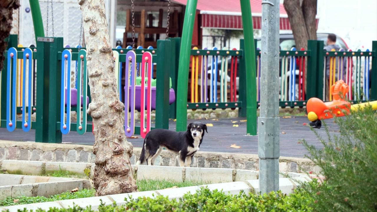 Konak ilçesine bağlı Piri Reis Mahallesi`nde yaşayan, su altı sporları ve yamaç paraşütüyle ilgilenen Tuncel Öğüt, 2012`de bir köpek sahiplenmek istedi.