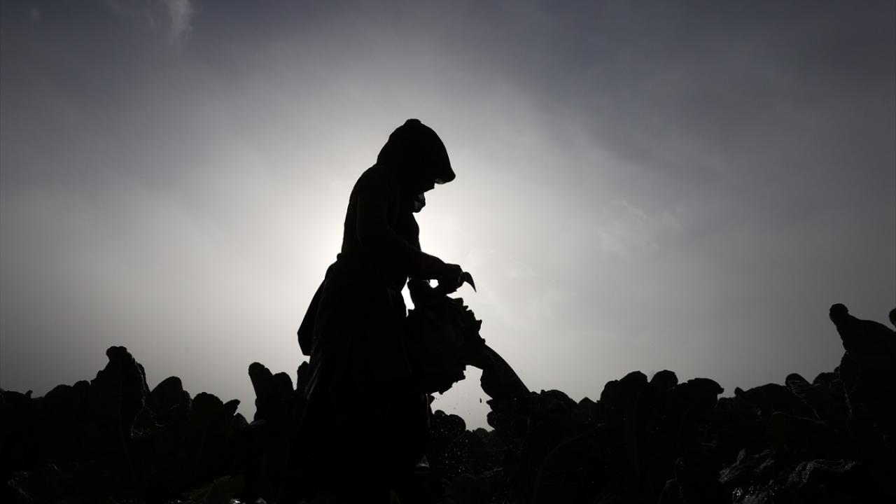 Kışlık sebze üretiminin önde gelen merkezlerinden olan İzmir`in Torbalı ilçesinde karnabahar hasadı devam ediyor. 