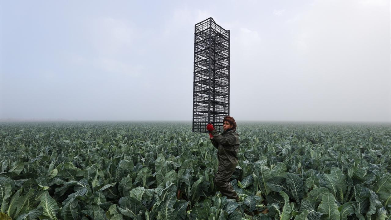 Ovalarda ekilen karnabaharda hasat mesaisi erkenden başlıyor. Sis, yağmur ve çamura rağmen mesai hız kesmeden devam ediyor. 