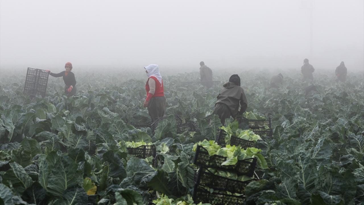 Karnabaharda sezonun iklimsel koşullar nedeniyle gecikmesi ve pazara yeteri kadar ürün girmemesi nedeniyle 10 liraya kadar yükselen kilogram fiyatı, tarlalardan toplanan ürünlerin semt pazarı ve market raflarına gönderilmesiyle düşmeye başladı.
