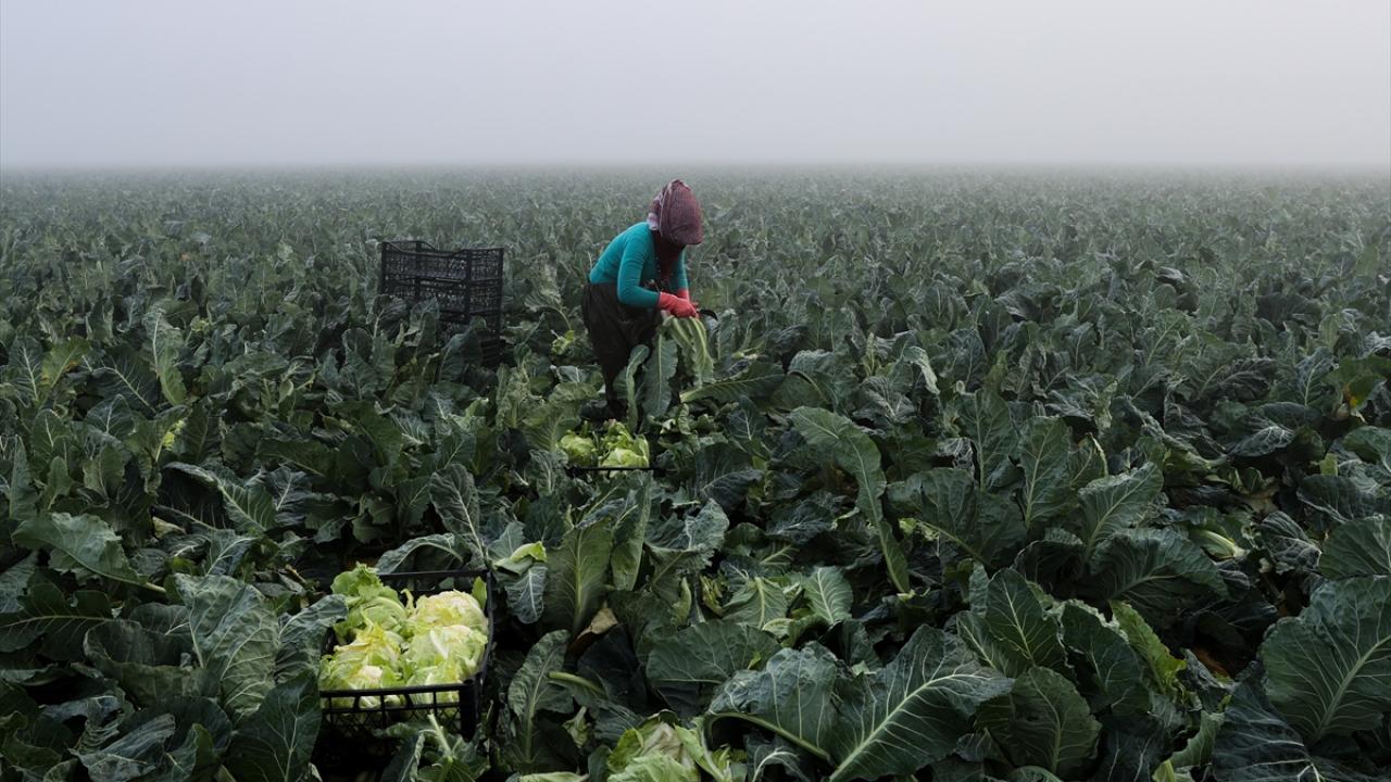 TÜİK aralık ayı enflasyon rakamlarında fiyatı en hızlı artan ürün olan karnabaharın hasatla birlikte fiyatı en uygun sebzeler arasına girmesi bekleniyor.