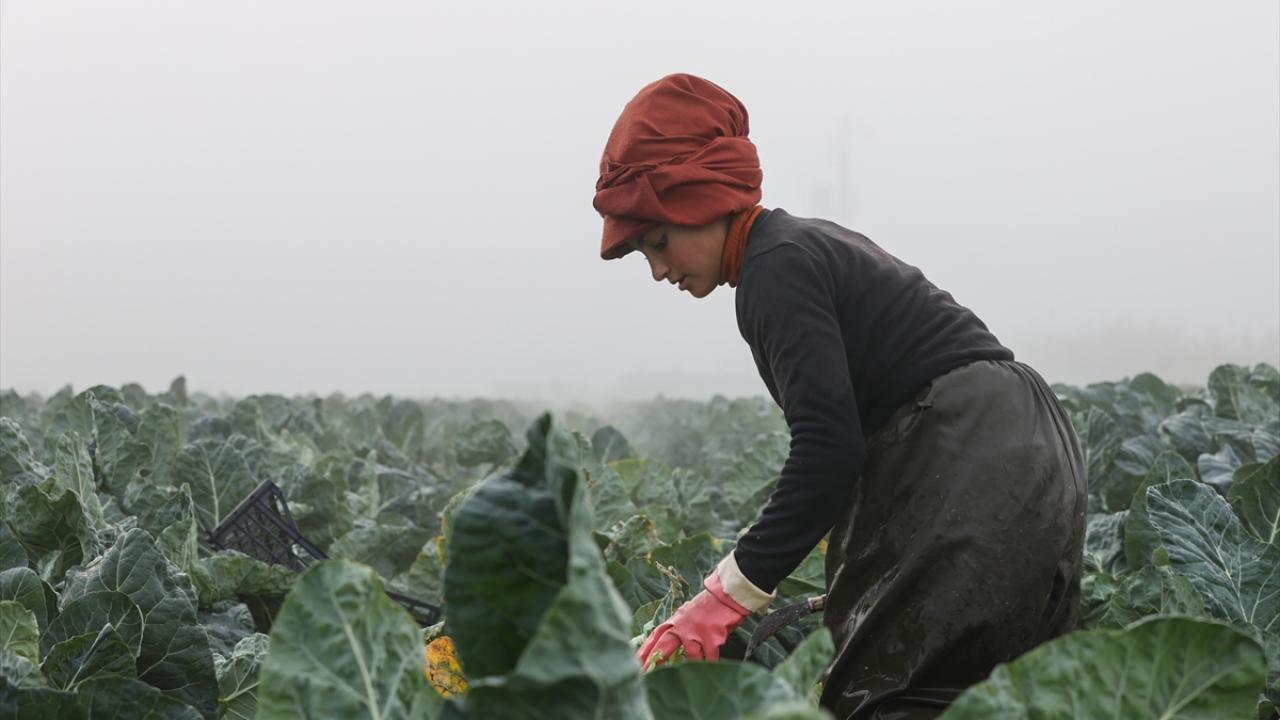 Türkiye İstatistik Kurumu 2019 verilerine göre Türkiye`de 91 bin 32 dekar alanda 234 bin 356 ton karnabahar üretildi. 