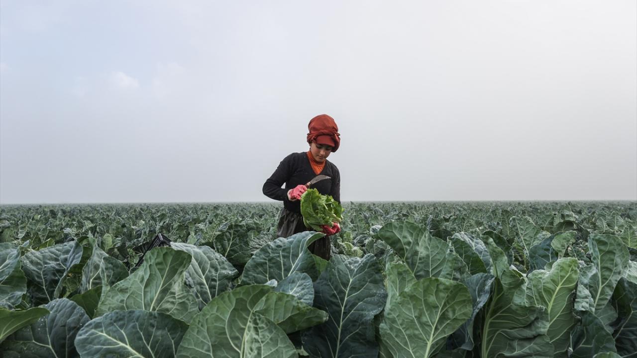 Üretimde ilk sırada 54 bin 823 tonla İzmir yer aldı. İzmir`i 41 bin 108 tonla Bursa ve 27 bin 121 tonla Antalya takip etti.