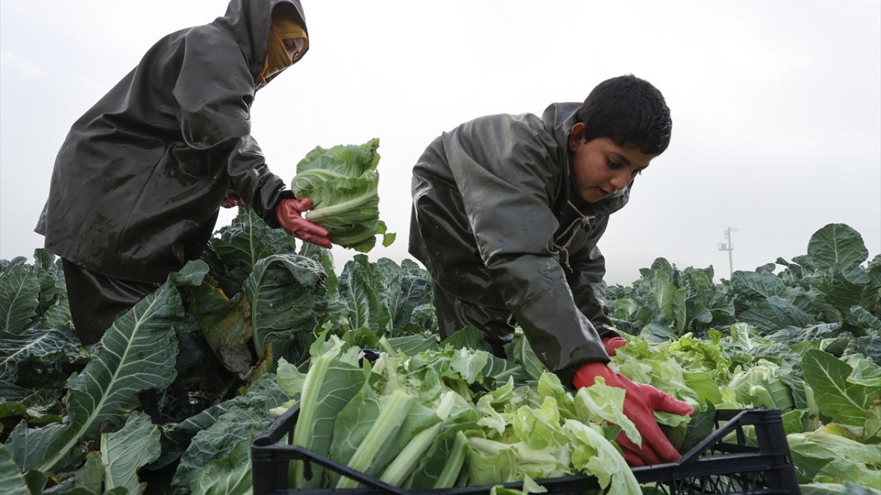 Geçen aylarda sıcaklıkların mevsim normallerinin üzerinde seyrettiğini ifade eden Çetin, bu sebeple olgunlaşmanın geciktiğini bunun da karnabahar fiyatlarına yansıdığını dile getirdi. 