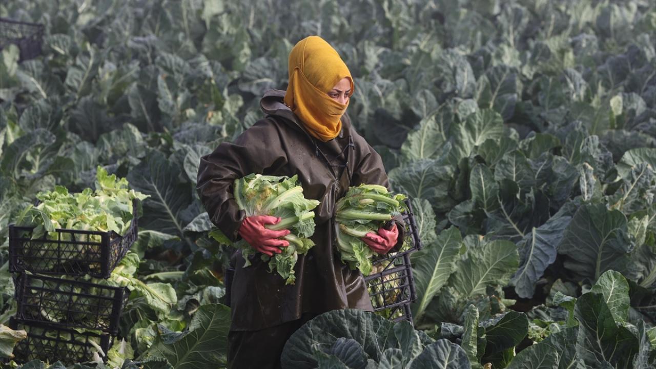 Hava şartlarının normal gitmesi halinde fiyatlarda bir yükselme olmayacağını aktaran Çetin, hasadın mart sonuna kadar devam edeceğini vurguladı.