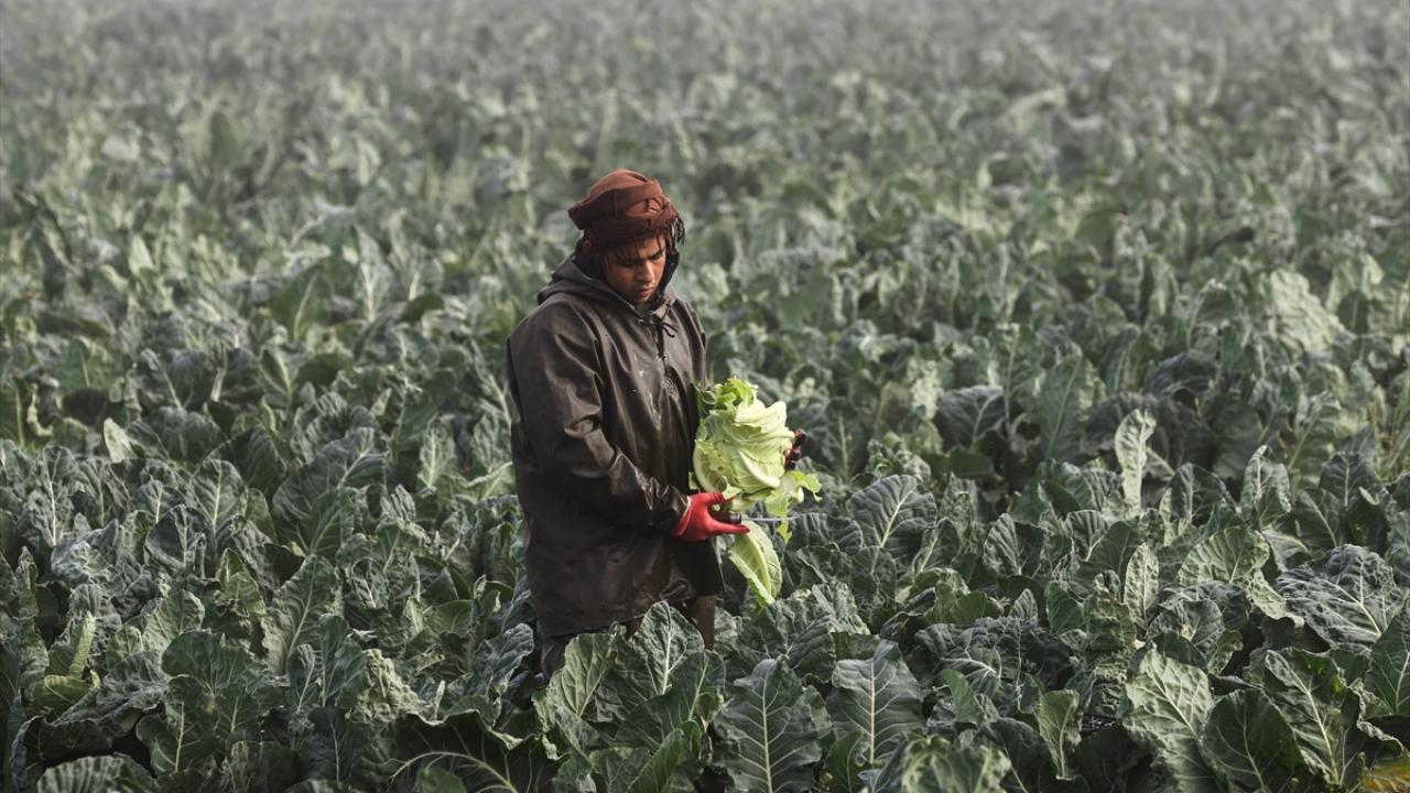 "Covid-19 sebzeye ilgiyi arttırdı"